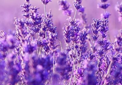 Aroma de Lavanda, masajes y aromaterapia