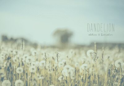 Dandelion Estetica & Bienestar