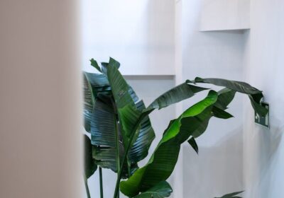HALO Donostia – Centro de enfermería especializado en estética avanzada