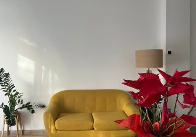 MASWORLD (fisioterapeuta)