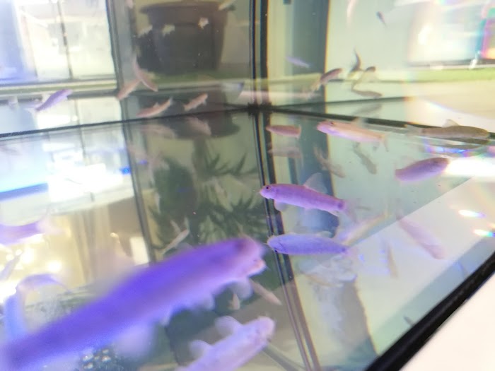 Massage & Spa fish & Sound therapy 8 Imagen del Slider