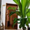 Chandan spa