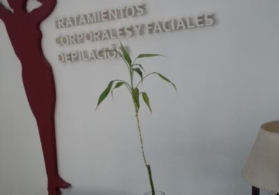 ESTÉTICA INTEGRAL Espacio Sensoperceptivo