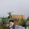 Laika masajes