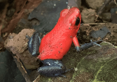 Nacho Tours -Tamarindo, Costa Rica