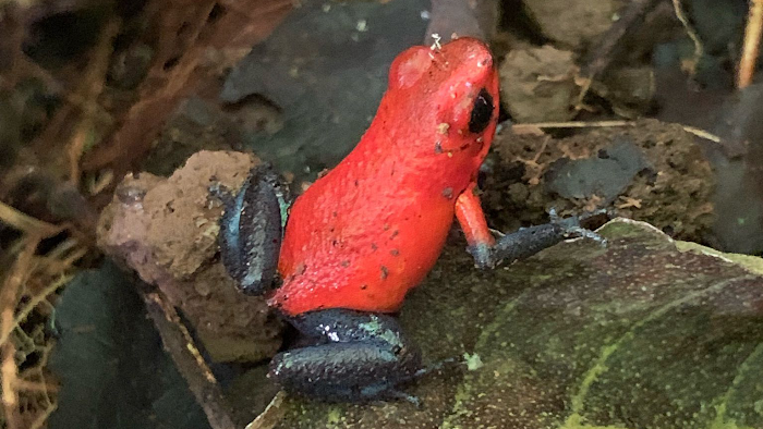 Nacho Tours – Tamarindo, Costa Rica