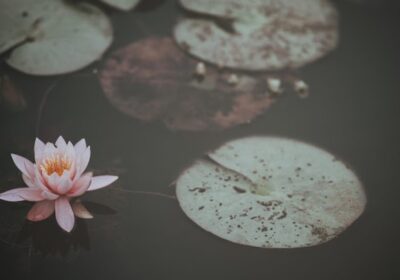 Shenti Wellness – Acupuntura Mollet del Vallés