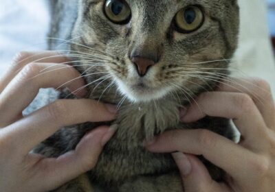 La Morada del Masaje