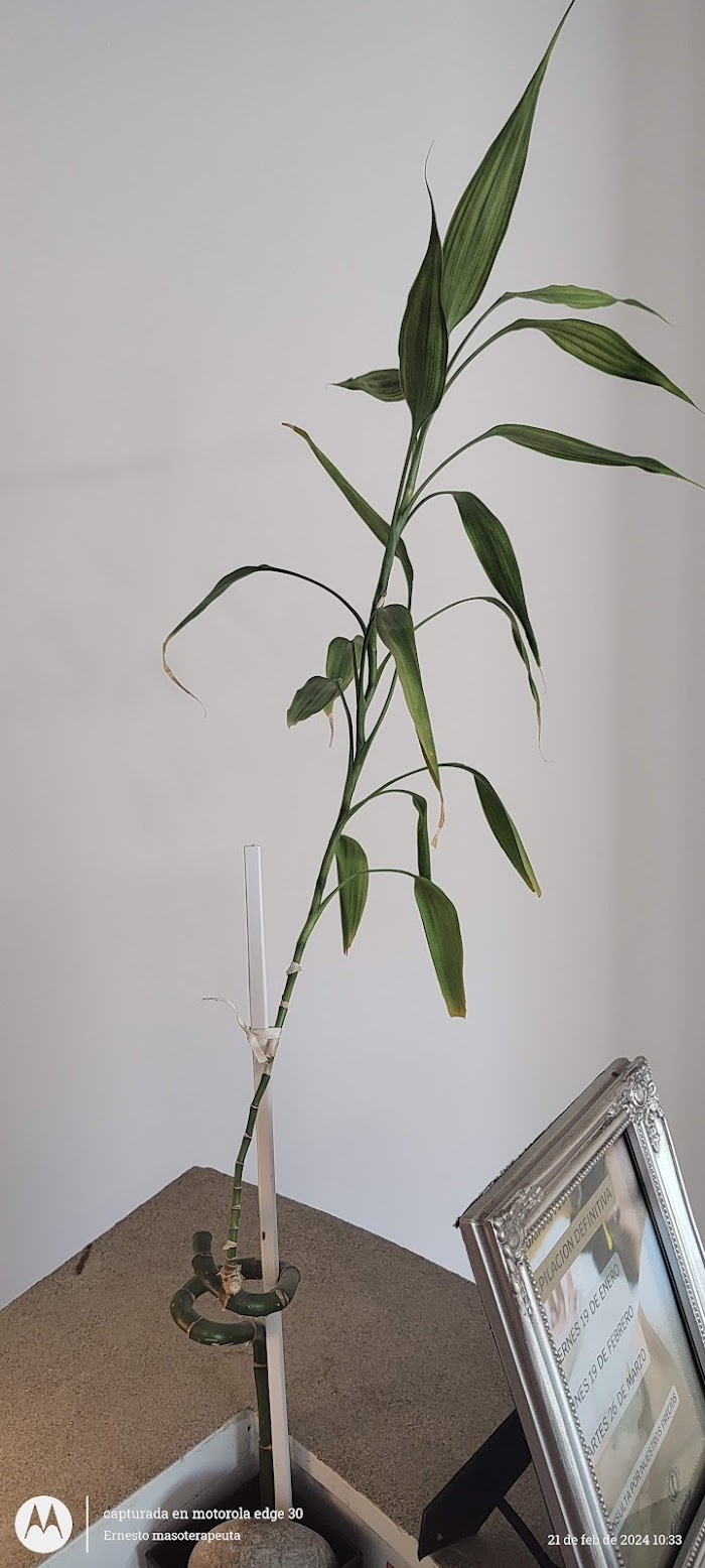 1740355878 611 de las Mercedes Beauty House de las Mercedes - Beauty House