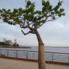 EL REINO DE NATUVEL