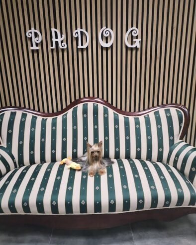 Padog grooming salón y spa