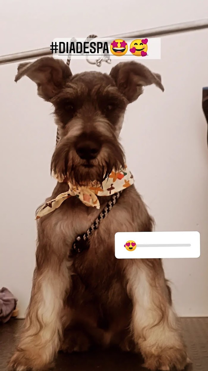 1740920751 303 Humipets Veterinaria y Spa Humipets Veterinaria y Spa