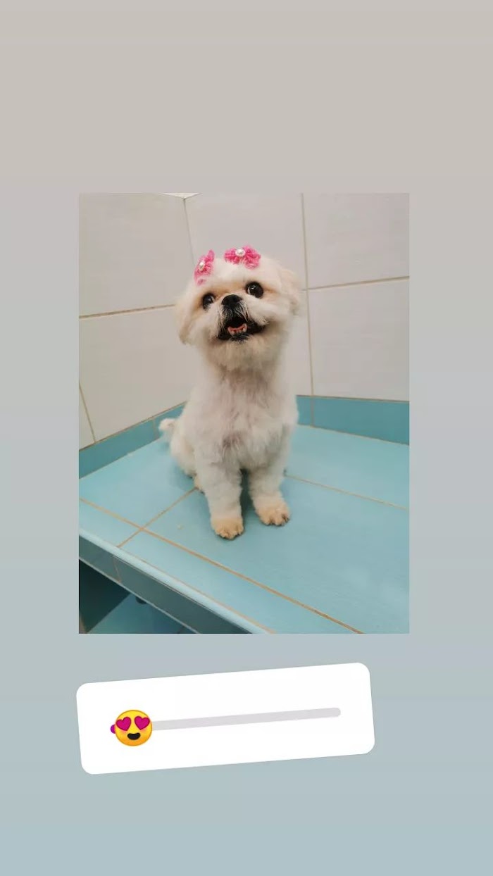 1740920751 619 Humipets Veterinaria y Spa Humipets Veterinaria y Spa
