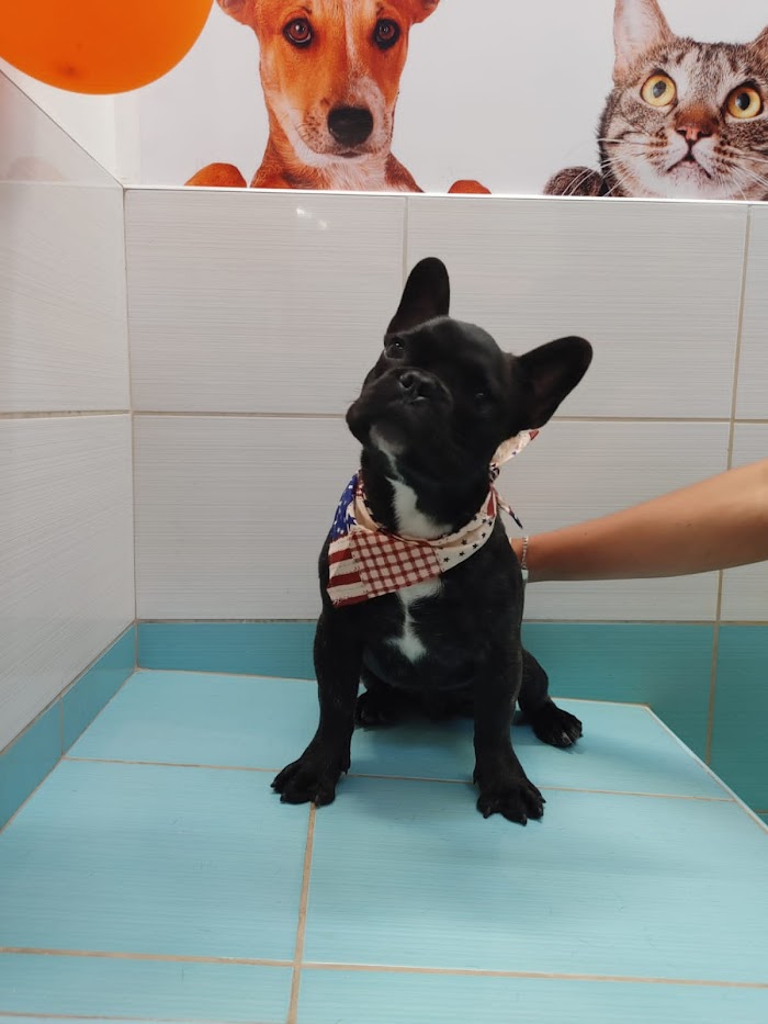 1740920752 486 Humipets Veterinaria y Spa Humipets Veterinaria y Spa