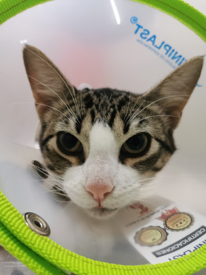 1740920753 264 Humipets Veterinaria y Spa Humipets Veterinaria y Spa