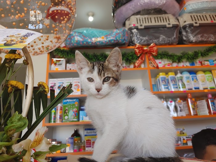 1740920753 345 Humipets Veterinaria y Spa Humipets Veterinaria y Spa