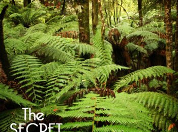 The Secret Garden Nature Sounds – Relaxing Sounds of Nature for Deep Sleep, Dinky one Sleep, Yoga Pregnancy, Yoga Music Leisure