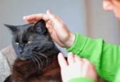 Masaje relajante/ descontracturante, Reiki y Reflexología podal