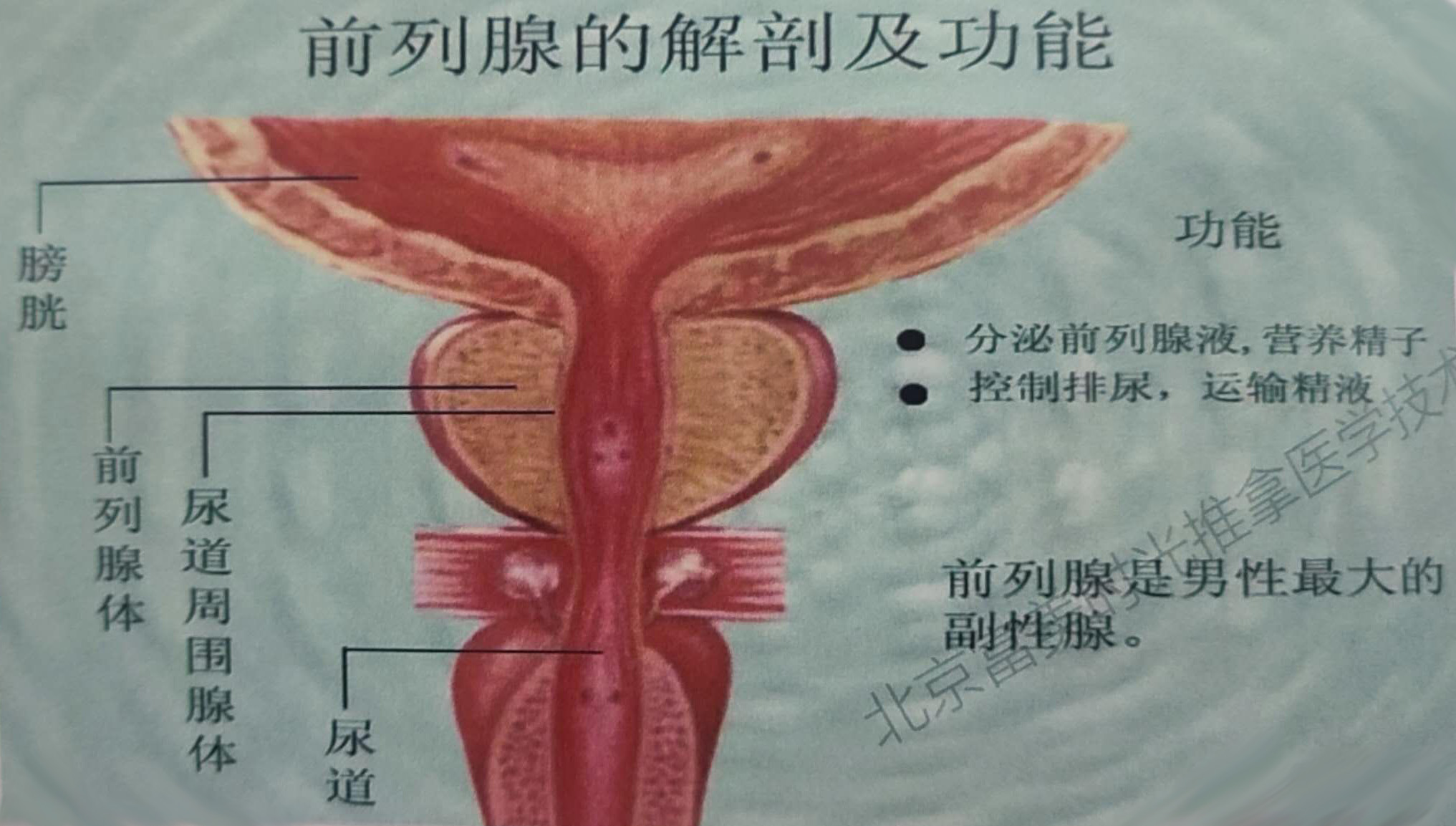 MDY Centre de Salut i Bellesa: Masaje profesional en Barcelona