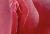 MASAJISTA TANTRA YONI EXCLUSIVO PARA MUJERES