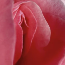 MASAJISTA TANTRA YONI EXCLUSIVO PARA MUJERES